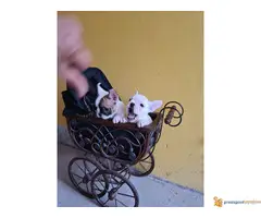 FRANCUSKI BULDOG kvalitetni stenci