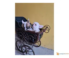 FRANCUSKI BULDOG kvalitetni stenci