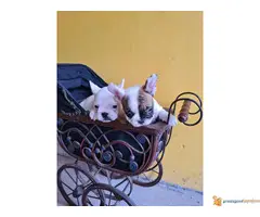 FRANCUSKI BULDOG kvalitetni stenci