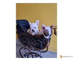 FRANCUSKI BULDOG kvalitetni stenci - 6