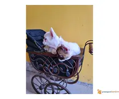 FRANCUSKI BULDOG kvalitetni stenci - 7