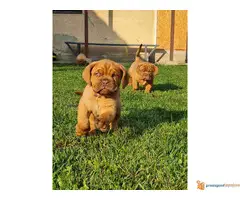 Stenci BORDOSKE DOGE - odlicne krvne linije