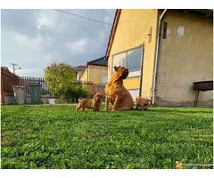 Stenci BORDOSKE DOGE - odlicne krvne linije