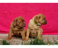 Stenci BORDOSKE DOGE - odlicne krvne linije