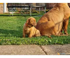 Stenci BORDOSKE DOGE - odlicne krvne linije