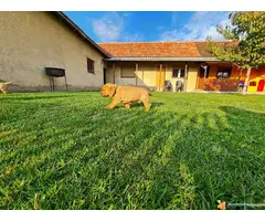 Stenci BORDOSKE DOGE - odlicne krvne linije - 6