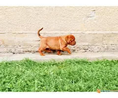 Stenci BORDOSKE DOGE - odlicne krvne linije - 7