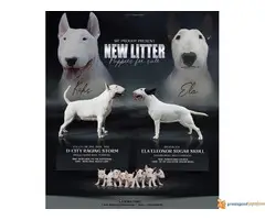 BUL TERIJER - štenci šampionskog porekla