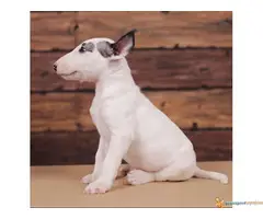 BUL TERIJER - štenci šampionskog porekla