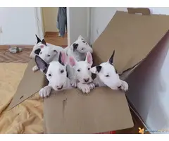 BUL TERIJER - štenci šampionskog porekla