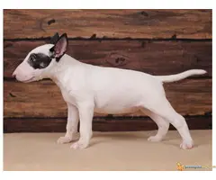 BUL TERIJER - štenci šampionskog porekla