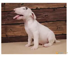 BUL TERIJER - štenci šampionskog porekla - 6