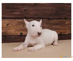 BUL TERIJER - štenci šampionskog porekla - 7