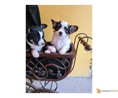 CIVAVE stare 2 meseca