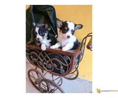 CIVAVE stare 2 meseca