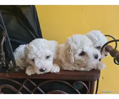 KOVRDZAVI BISON prelepi stenci stari 40 dana