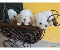 KOVRDZAVI BISON prelepi stenci stari 40 dana