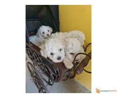 KOVRDZAVI BISON prelepi stenci stari 40 dana