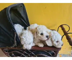 KOVRDZAVI BISON prelepi stenci stari 40 dana