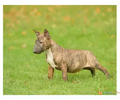 BULL TERIJER prvobirani stenci - 2