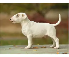 BULL TERIJER prvobirani stenci - 3