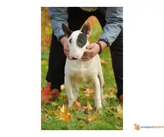 BULL TERIJER prvobirani stenci - 4