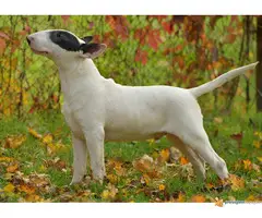 BULL TERIJER prvobirani stenci - 5