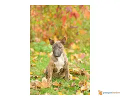 BULL TERIJER prvobirani stenci - 6