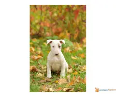 BULL TERIJER prvobirani stenci - 7