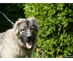 KAVKASKI OVCAR - pladi muzjak na prodaju