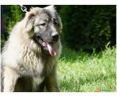 KAVKASKI OVCAR - pladi muzjak na prodaju