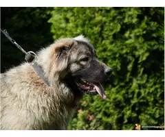 KAVKASKI OVCAR - pladi muzjak na prodaju