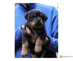 DROGO VF BURGAN - stenci rotvajlera