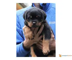 DROGO VF BURGAN - stenci rotvajlera