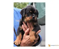 DROGO VF BURGAN - stenci rotvajlera