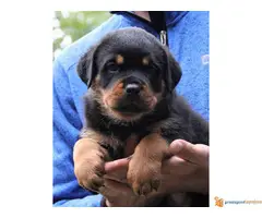 DROGO VF BURGAN - stenci rotvajlera