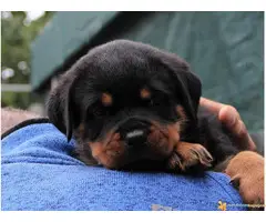 DROGO VF BURGAN - stenci rotvajlera - 6