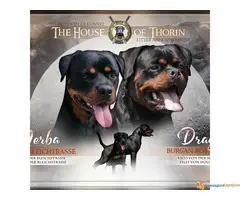 DROGO VF BURGAN - stenci rotvajlera - 7