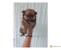 Pomeranski spic stenci