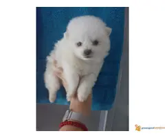 Pomeranski spic stenci