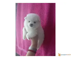 Pomeranski spic stenci