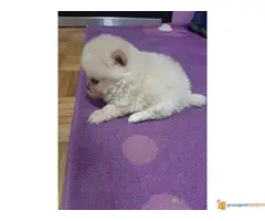 Pomeranski spic stenci