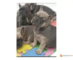 FRANCUSKI BULDOG egzotičnih boja - 2