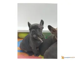 FRANCUSKI BULDOG egzotičnih boja - 3