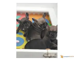 FRANCUSKI BULDOG egzotičnih boja - 4