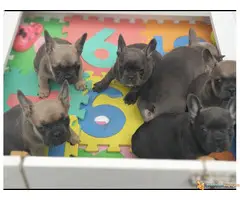 FRANCUSKI BULDOG egzotičnih boja - 5