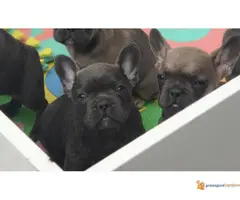 FRANCUSKI BULDOG egzotičnih boja - 6