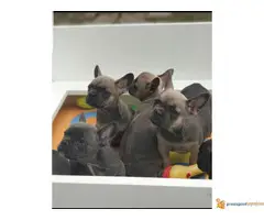 FRANCUSKI BULDOG egzotičnih boja - 7