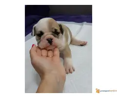 ENGLESKI BULDOG - tri zenkice odlicnog porekla