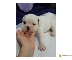 ENGLESKI BULDOG - tri zenkice odlicnog porekla